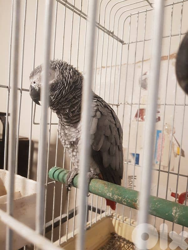 جوز بغبغات شغالين للانتاج انت وذكر صحه جيده جدا عاقلين متكلمين 1