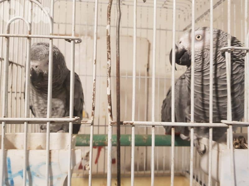 جوز بغبغات شغالين للانتاج انت وذكر صحه جيده جدا عاقلين متكلمين 2