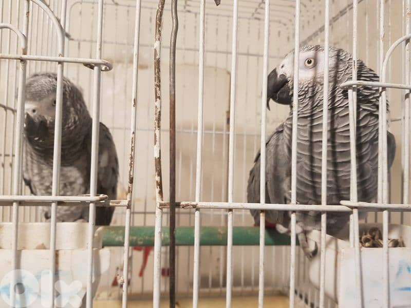 جوز بغبغات شغالين للانتاج انت وذكر صحه جيده جدا عاقلين متكلمين 3