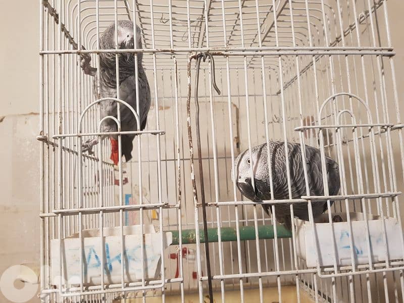 جوز بغبغات شغالين للانتاج انت وذكر صحه جيده جدا عاقلين متكلمين 4