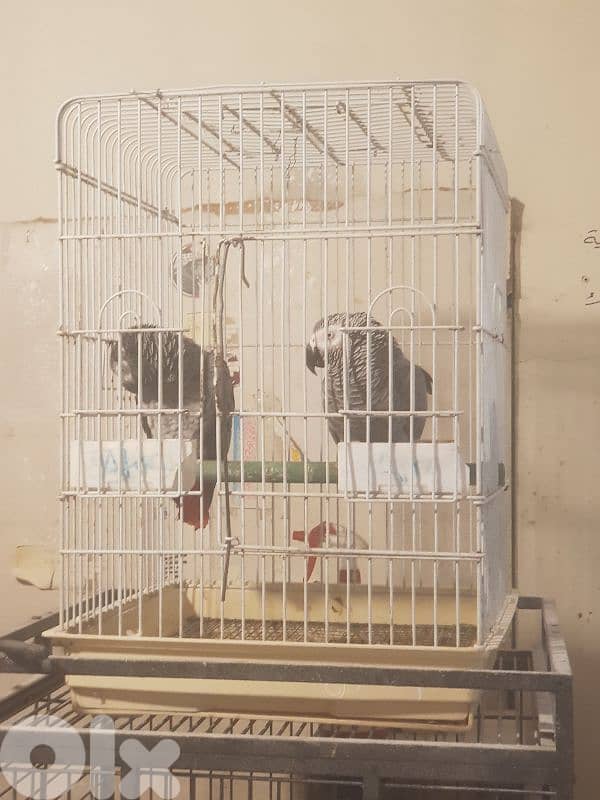 جوز بغبغات شغالين للانتاج انت وذكر صحه جيده جدا عاقلين متكلمين 5