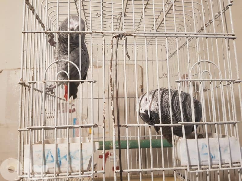 جوز بغبغات شغالين للانتاج انت وذكر صحه جيده جدا عاقلين متكلمين 6