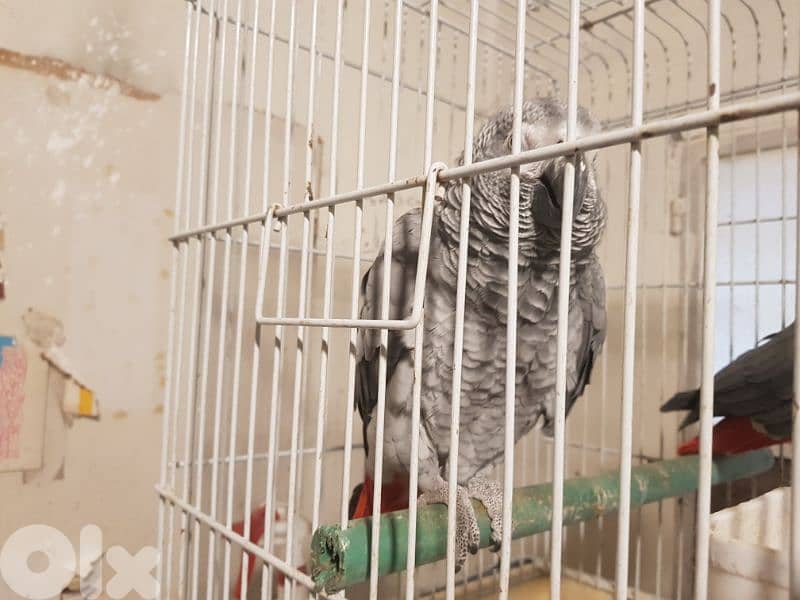 جوز بغبغات شغالين للانتاج انت وذكر صحه جيده جدا عاقلين متكلمين 7