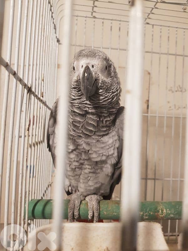 جوز بغبغات شغالين للانتاج انت وذكر صحه جيده جدا عاقلين متكلمين 8