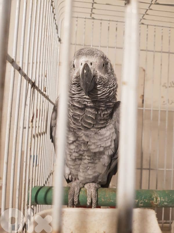 جوز بغبغات شغالين للانتاج انت وذكر صحه جيده جدا عاقلين متكلمين 9