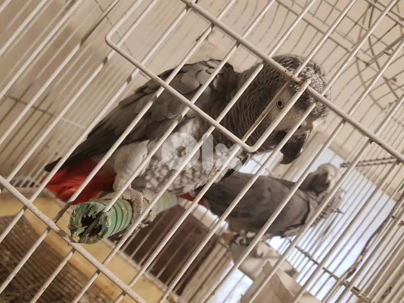 جوز بغبغات شغالين للانتاج انت وذكر صحه جيده جدا عاقلين متكلمين 10