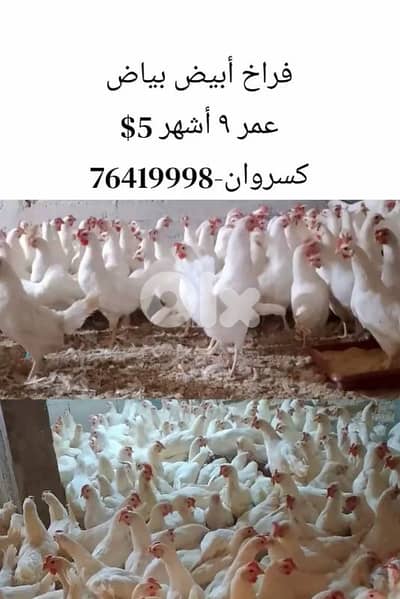 فراخ أبيض عمر ٩ أشهر 5$ فقط
