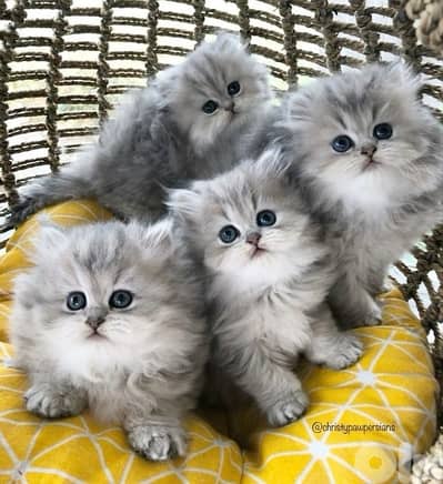 scottish fold 70485808
