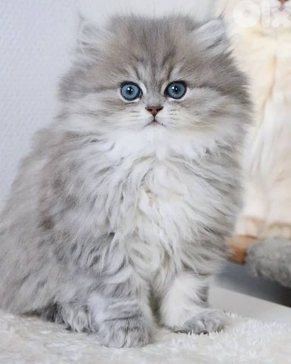 scottish fold 70485808 1