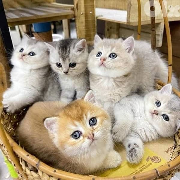 scottish fold 70485808 2