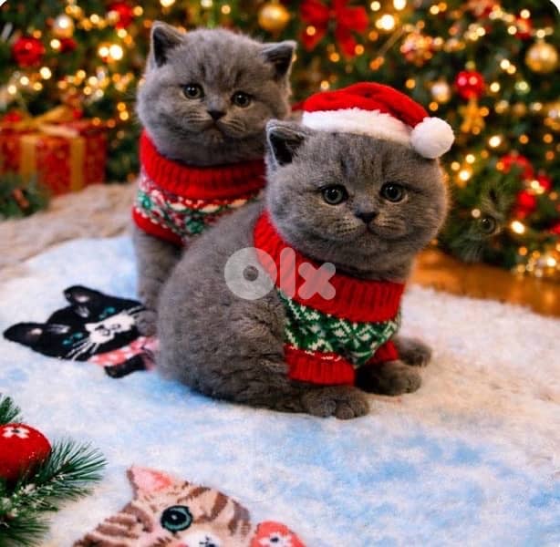 scottish fold 70485808 3