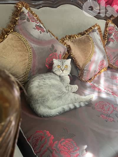 بسينة سكوتش بدها تتزوج.