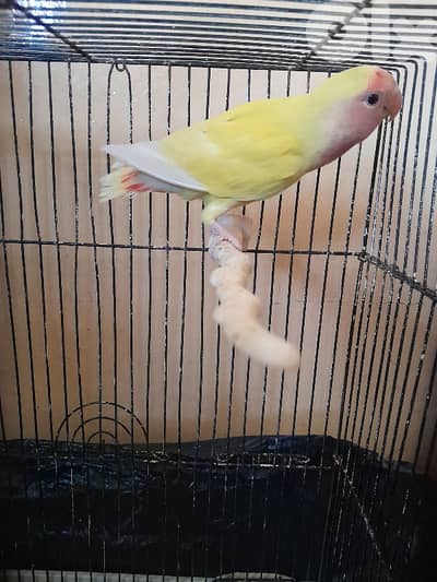 دكر روز للبيع او البدل