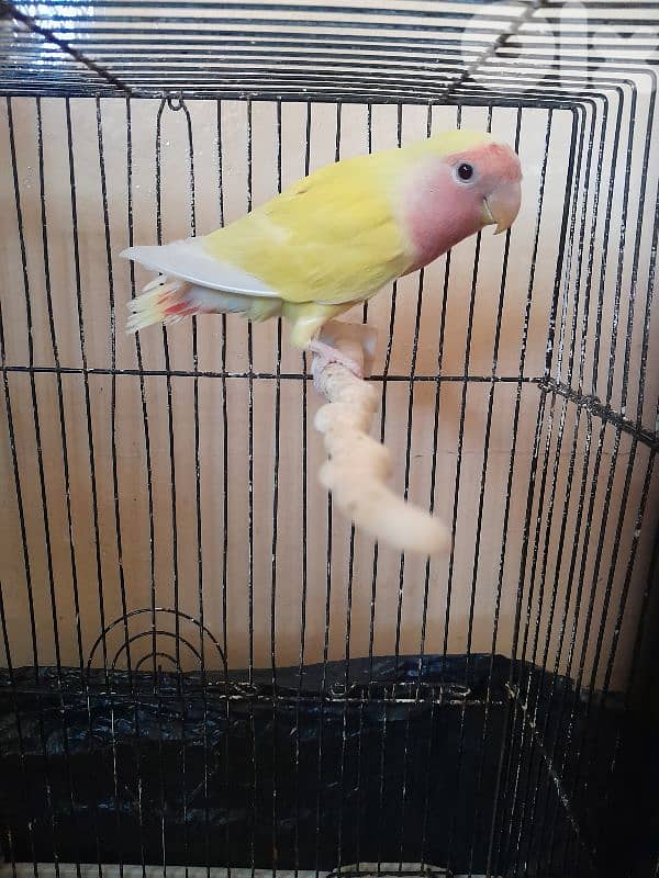 دكر روز للبيع او البدل 1