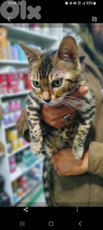 bengal pure 1