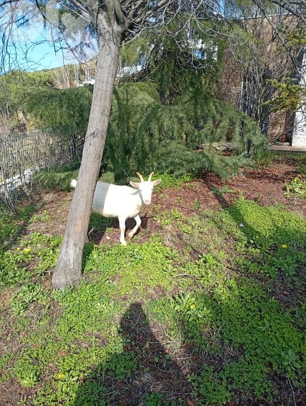 ضهر الصوان 1