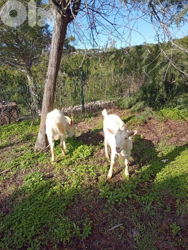 ضهر الصوان 2