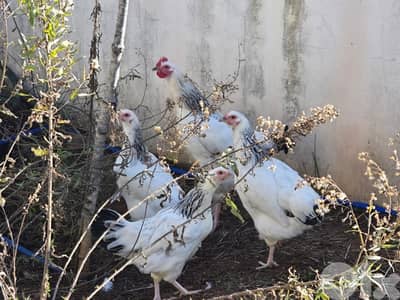 chicken for sale دجاج بلدي للبيع