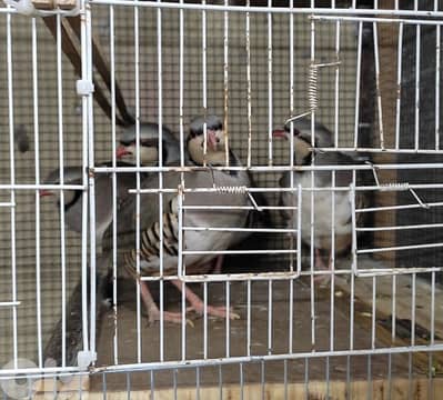 حجل طفرة ابيض