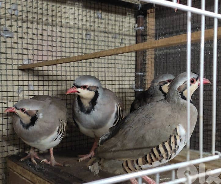 حجل طفرة ابيض 1