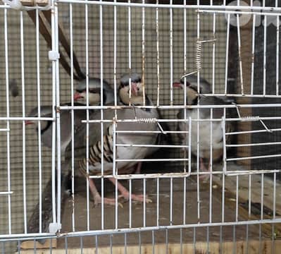 حجل طفرة ابيض