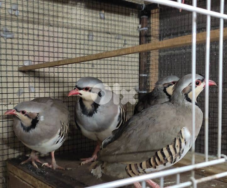 حجل طفرة ابيض 1