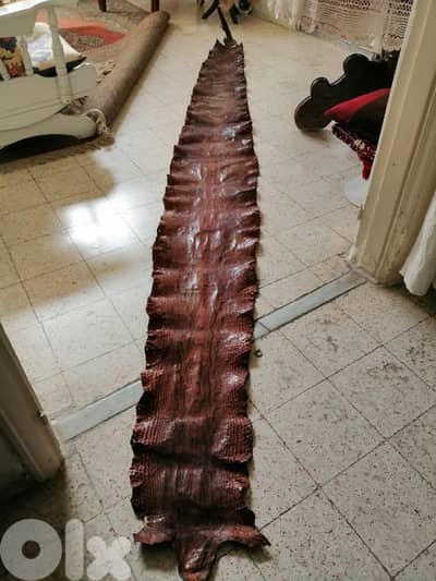 جلد حيه اصلي اناكوندا