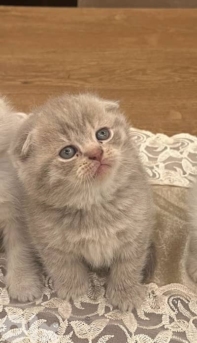 for contact 81102512