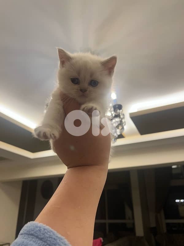 for contact 81102512 1