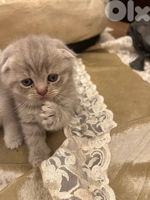 for contact 81102512 2