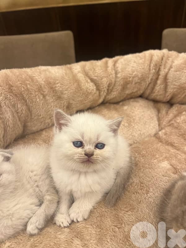 for contact 81102512 4