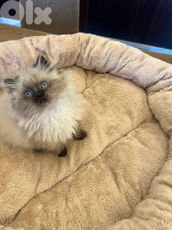 for contact 81102512 6