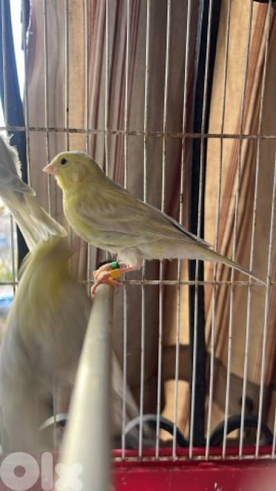 كنارات اوبال انتاج غرفتي