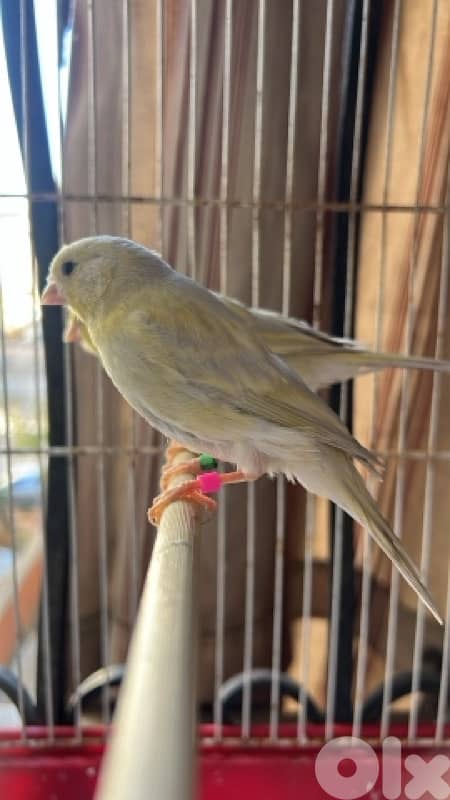 كنارات اوبال انتاج غرفتي 1