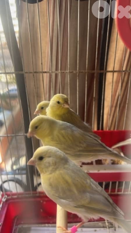 كنارات اوبال انتاج غرفتي 2