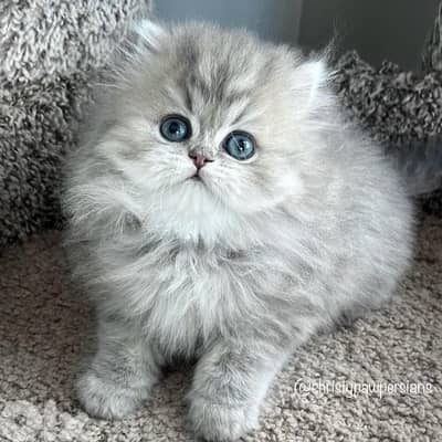 scottish chanchilla 70485808