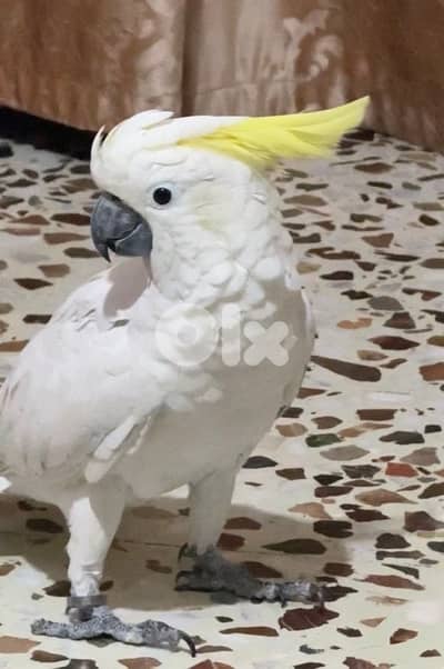 cockatoo