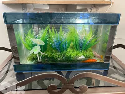 aquarium w 4 gold fish