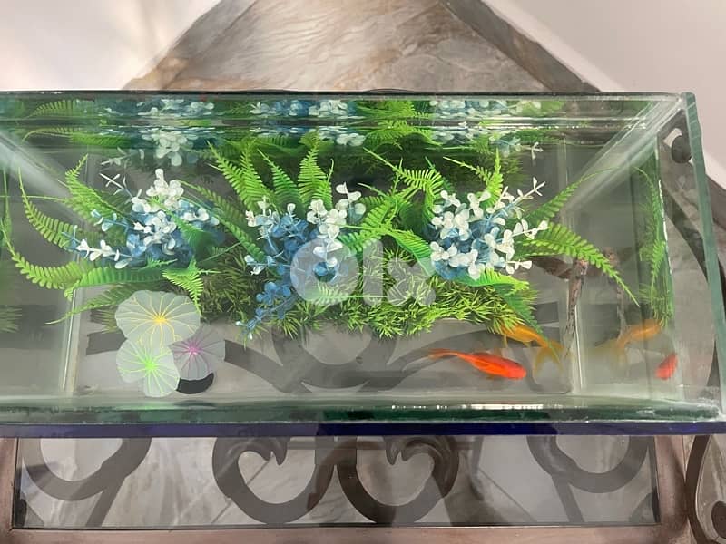 aquarium w 4 gold fish 1