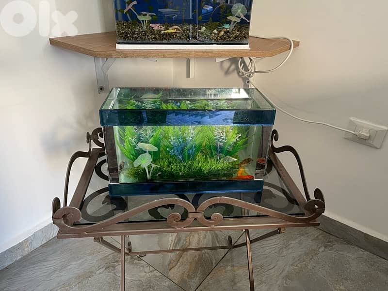 aquarium w 4 gold fish 3