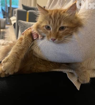 domestic long hair cat منحكي بالسعر