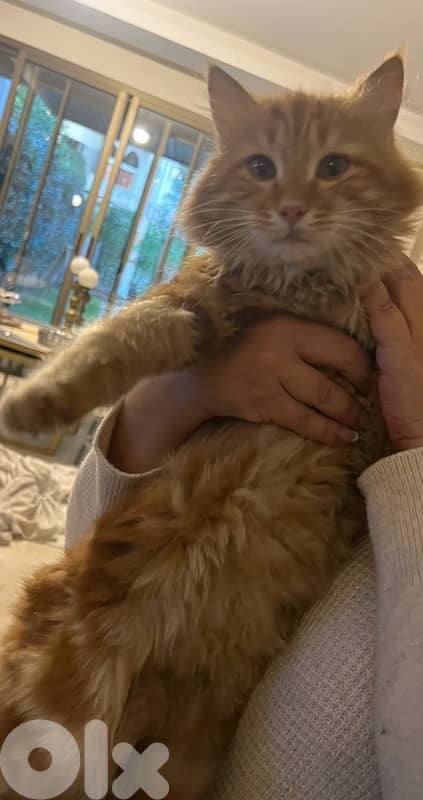 domestic long hair cat منحكي بالسعر 1