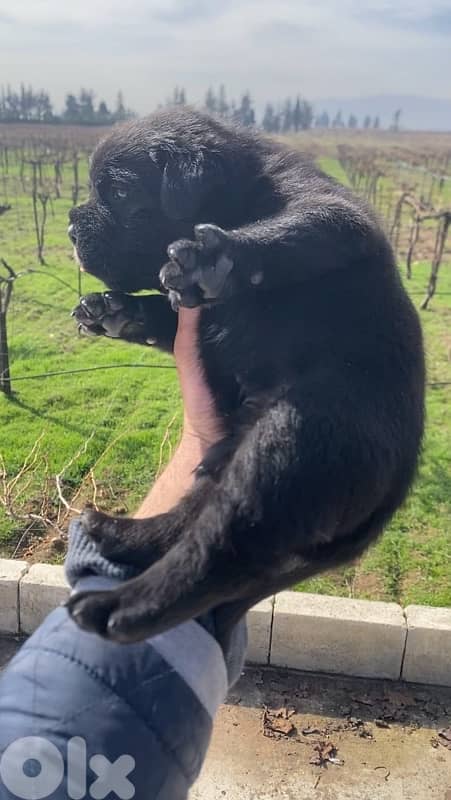 Cane Corso American 1