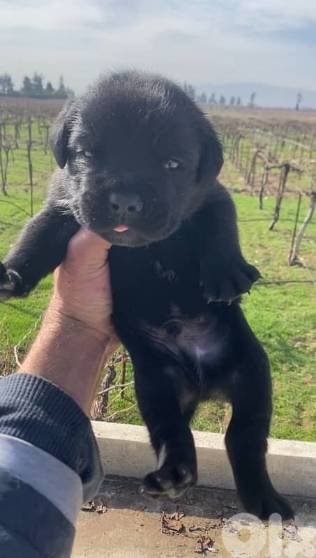 Cane Corso American 2