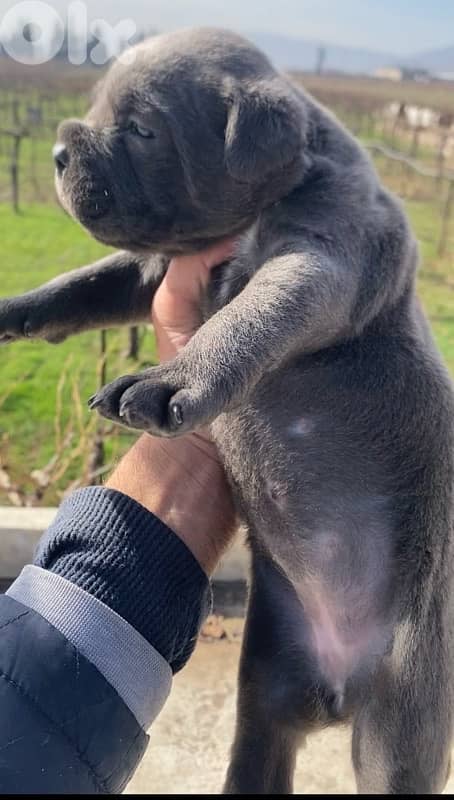 Cane Corso American 4