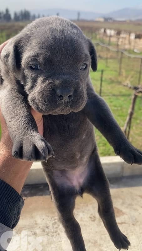 Cane Corso American 5