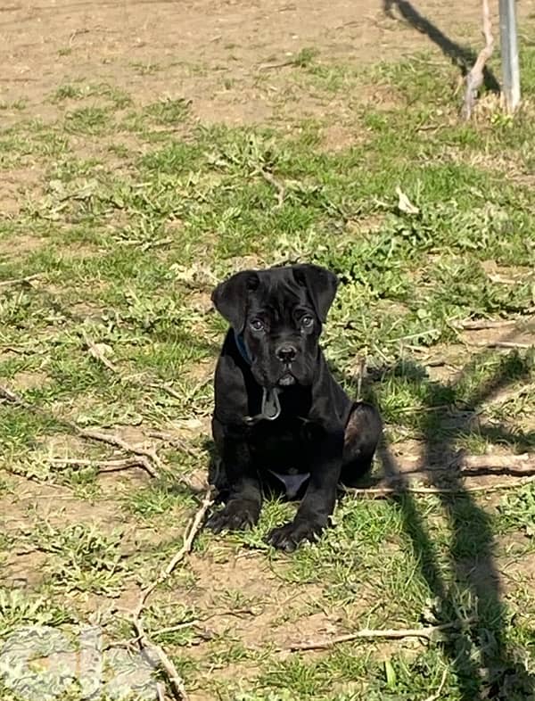 Cane Corso American 6