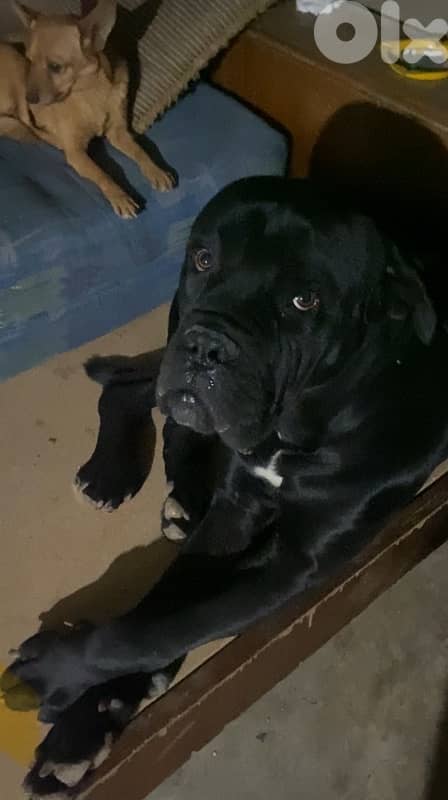 Cane Corso American 7