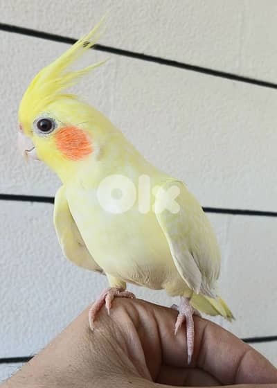 كروان ايزابيل سوبر ترويض