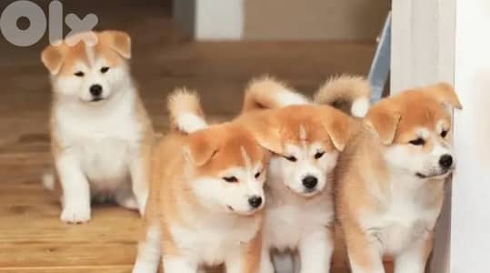 akita sale puppy new born